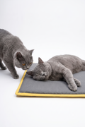 MİYAVHAV Serin (60X40CM) - 4 Mevsim Kedi/ Köpek Matı, Sıcak Veya Soğuk Kullanılabilen Minder Yatak